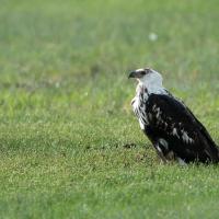 Fishing eagle