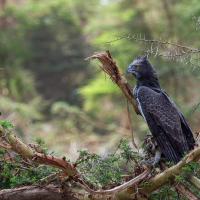 Martial eagle