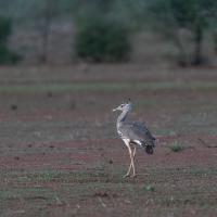 Kori bustard