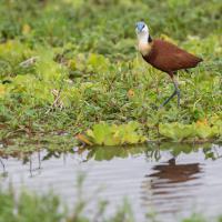 Golden-breasted jacana