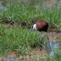 Golden-breasted jacana