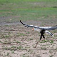 Secretary bird