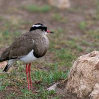 Crowned plover