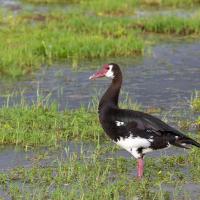 Spur-winged goose