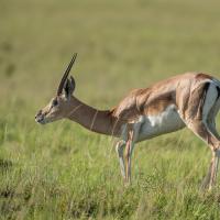 Gazelle de Grant
