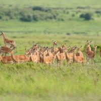Gazelles de Grant
