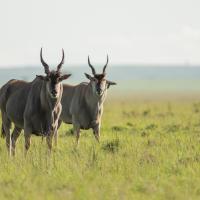 Elands