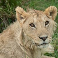 Simba, fils de Pamoja, petit-fils de Yaya