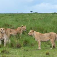 Yaya et les petits de Pamoja