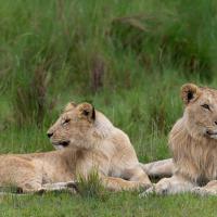 Les petits de Pamoja