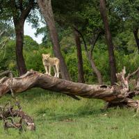 Les petits de Pamoja