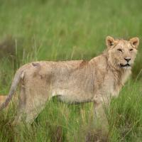 Simba, fils de Pamoja