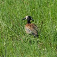 Canards à tête blanche