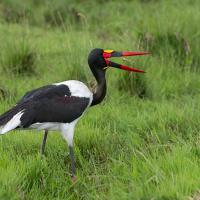 Jabiru