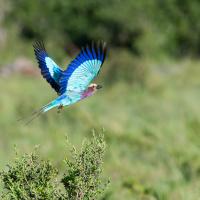 Rollier à longs brins