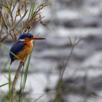 Martin pêcheur huppé