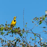 Alouette sentinelle à gorge jaune
