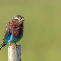 Rollier à longs brins