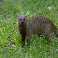 Striped mongoose