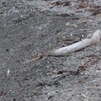 Yellow-eyed penguins