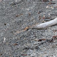 Yellow-eyed penguins