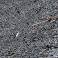 Yellow-eyed penguins