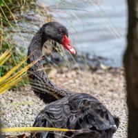 Cygne noir