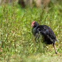 Pukeko