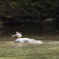 Bergeronnette des ruisseaux