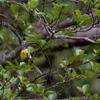 Bergeronnette des ruisseaux